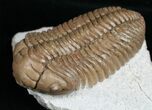 Nice Pliomera Fischeri Trilobite #6452-1